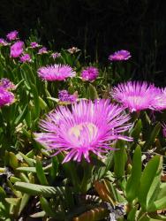 Fleur de Galilée