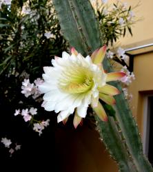 Fleur de Cactus de l'Oasis