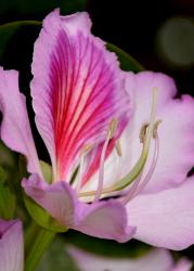 Fleur de l'Oasis