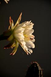 Oasis Fleur de Cactus