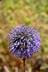 Fleur de Galilée